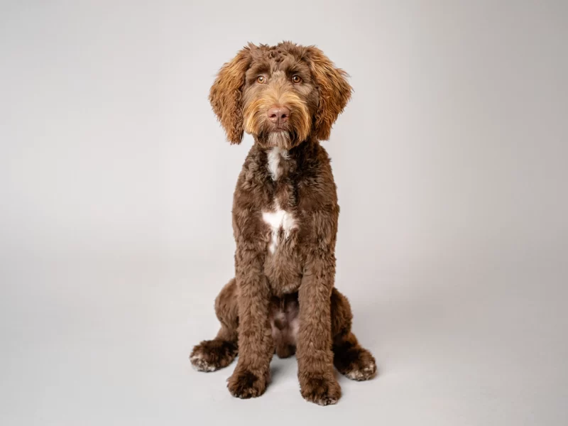 pupfolio-1