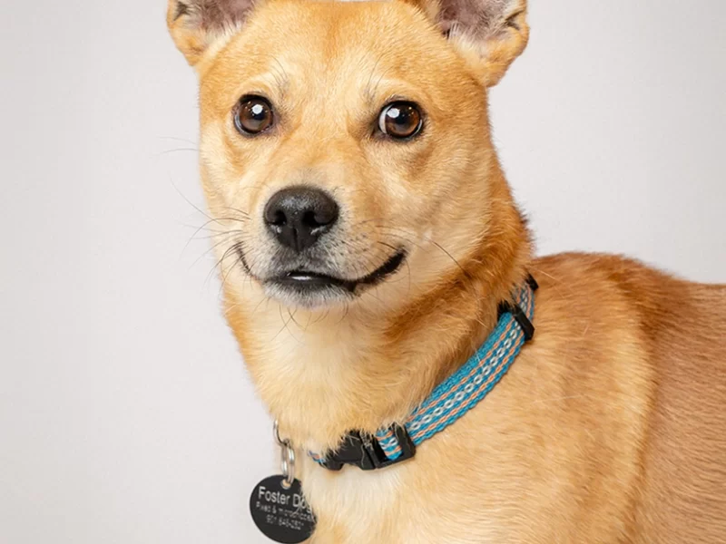 pupfolio-2
