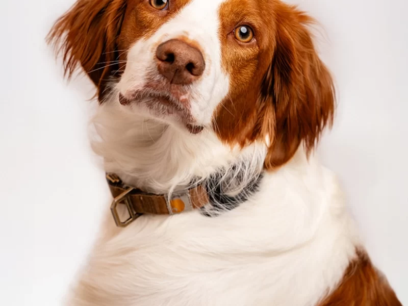 pupfolio-3