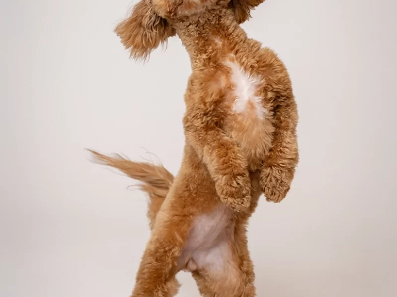 pupfolio-6