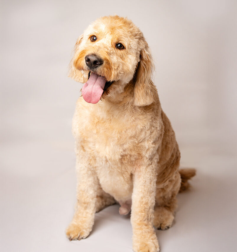 aubrey-pup