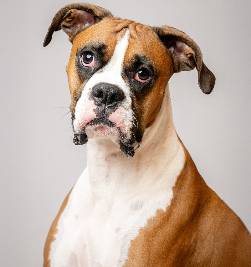 otis-pup