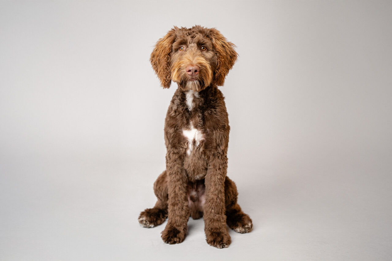 pupfolio-1