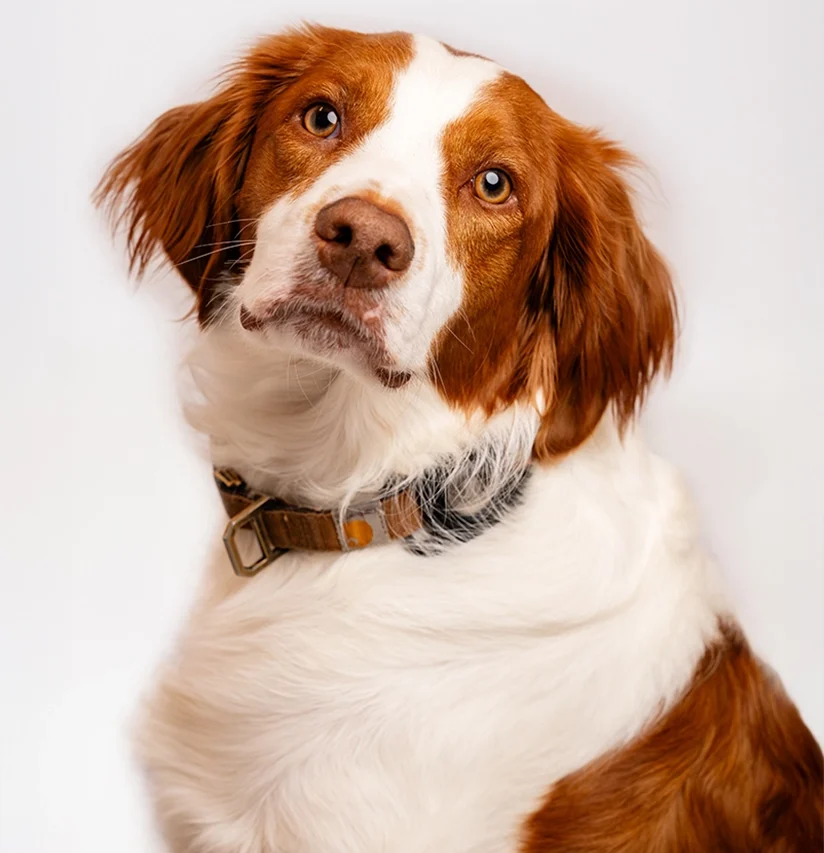 pupfolio-3