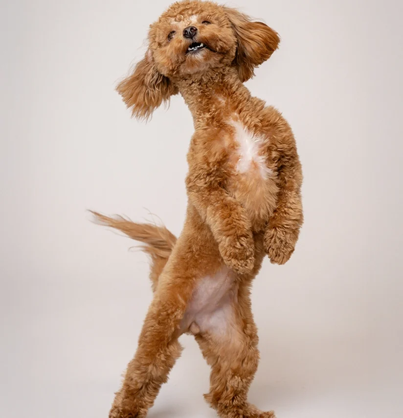 pupfolio-6