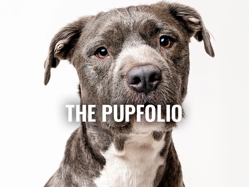 Dog portrait photography, Collierville TN